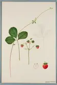 Sveriges kulturväxter. Illustration utförd av Henriette Sjöberg. Jordgubbe, Inexaustible. Odlingsplats och datering saknas. Nr. 50. Signerad.