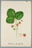 Sveriges kulturväxter. Illustration utförd av Henriette Sjöberg. Jordgubbe, Fillmore. Odlad Experimentalfältet 1883. Nr. 45. Signerad 1883.