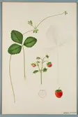 Sveriges kulturväxter. Illustration utförd av Henriette Sjöberg. Jordgubbe, La Boluste. Odlingsplats och datering saknas. Nr. 52. Signerad.