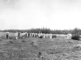 Skördearbete, ca 1900