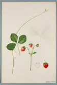 Sveriges kulturväxter. Illustration utförd av Henriette Sjöberg. Jordgubbe, Luise Maria. Odlingsplats och datering saknas. Nr. 54. Signerad.