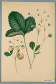 Sveriges kulturväxter. Illustration utförd av Henriette Sjöberg. Jordgubbe, Mammuth. Odlad Experimentalfältet 1870. Nr. 56.