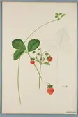Sveriges kulturväxter. Illustration utförd av Henriette Sjöberg. Jordgubbe, Oscar. Odlingsplats och datering saknas. Nr. 58. Signerad.