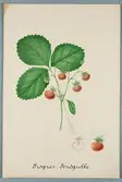 Sveriges kulturväxter. Illustration utförd av Henriette Sjöberg. Jordgubbe, Progres. Odlad Experimentalfältet 1883. Nr. 59. Signerad 1883.