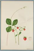 Sveriges kulturväxter. Illustration utförd av Henriette Sjöberg. Jordgubbe, Royal Victoria. Odlingsplats och datering saknas. Nr. 61. Signerad H.S.
