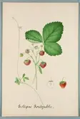 Sveriges kulturväxter. Illustration utförd av Henriette Sjöberg. Jordgubbe, Eclipse. Odlad Experimentalfältet 1883. Nr. 44. Signerad H.S. 1883.