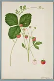 Sveriges kulturväxter. Illustration utförd av Henriette Sjöberg. Jordgubbe, Versailles. Odlad Experimentalfältet 1883. Nr. 65. Signerad H.S. 1883.