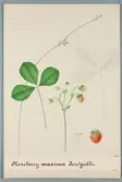 Sveriges kulturväxter. Illustration utförd av Henriette Sjöberg. Jordgubbe, Roseberry Maxima. Odlingsplats och datering saknas. Nr. 60. Signerad H.S.