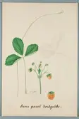 Sveriges kulturväxter. Illustration utförd av Henriette Sjöberg. Jordgubbe, Sans pareil. Odlingsplats och datering saknas. Nr. 62. Signerad H.S.