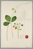 Sveriges kulturväxter. Illustration utförd av Henriette Sjöberg. Jordgubbe, Triumf de Liege. Odlingsplats och datering saknas. Nr. 64. Signerad H.S.