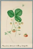 Sveriges kulturväxter. Illustration utförd av Henriette Sjöberg. Jordgubbe, Héricart de Thury  (påskrift Vicomtesse Héricart de Thury). Odlad Experimentalfältet 1883. Nr. 49. Signerad H.S. 1883. Jämför NMA.0098084.