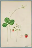 Sveriges kulturväxter. Illustration utförd av Henriette Sjöberg. Jordgubbe, Vizord of the North. Odlingsplats och datering saknas. Nr. 67. Signerad H.S.