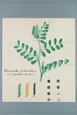 Sveriges kulturväxter. Illustration utförd av Henriette Sjöberg. Norvicks fodervicker. Odlingsplats och datering saknas. Nr. 551.