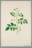 Sveriges kulturväxter. Illustration utförd av Henriette Sjöberg. Tomat, Jaune ronde petit, Vilm. Odlad Ultuna 1878. Inv. nr. C 101 : 489.
