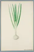 Sveriges kulturväxter. Illustration utförd av Henriette Sjöberg. Lök, Silvervit tidig pariser. Odlad Experimentalfältet 1870. Inv. nr. C101 : 529.