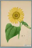 Sveriges kulturväxter. Illustration utförd av Henriette Sjöberg. Solros, storfröig rysk., a: vitfröig b: randfröig. Odlad Ultuna 1875.  Inv. nr. C101 : 238.