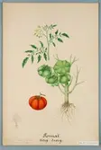Sveriges kulturväxter. Illustration utförd av Henriette Sjöberg. Tomat, tidig dvärg. Odlad Ultuna 1878. Inv. nr. C101 : 491a.