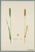 Sveriges kulturväxter. Illustration utförd av Henriette Sjöberg. Ungerskt rött vete. Odlat Experimentalfältet 1892. Inv. nr. C101 : 107. Signerad H.S. 1889.