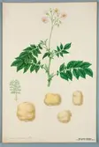 Sveriges kulturväxter. Illustration utförd av Henriette Sjöberg. Potatis, Holländsk sockerpotatis, engelsk, mjölig. Odlad Ultuna 1872. Inv. nr. C101 : 318.