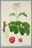 Sveriges kulturväxter. Illustration utförd av Henriette Sjöberg. Potatis, mörkröd med mörka ögon. Odlad Ultuna 1870-talet. Inv. nr. C101 : 337. N:r 2/107.