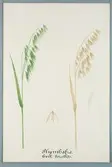 Sveriges kulturväxter. Illustration utförd av Henriette Sjöberg. Plymhavre, vit, borstlös. Odlingsplats och datering saknas. Inv. nr. saknas.