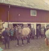 Auktion på gården Nyamålen i Säby socken, Jönköpings län, den 27 maj 1972. På bilden syns en ladugårdsfasad framför vilken en grupp människor står, och i förgrunden en man hållandes en häst. En auktionsutropare till vänster i bild.

Dåvarande ägare av gården Nyamålen upphörde vid denna tid med jordbruket (syskonen Gustafsson), men det drevs vidare av andra lantbrukare.