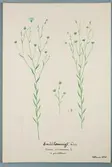 Sveriges kulturväxter. Illustration utförd av Henriette Sjöberg. Småblommigt lin. Odlat Ultuna 1875.