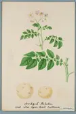 Sveriges kulturväxter. Illustration utförd av Henriette Sjöberg. Potatis, Vit Drottning, med röda ögon. Odlad Ultuna 1877. Inv. nr. C101 : 327.