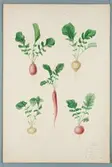 Sveriges kulturväxter. Illustration utförd av Henriette Sjöberg. Rädisor, 1. Vit månads, 2. Röd månads, 3. Halvlång röd månads, 4. Lång röd. Odlingsplats och datering saknas. Inv. nr. C101 : 384. Jämför NMA.0098212.