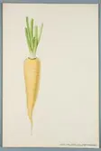 Sveriges kulturväxter. Illustration utförd av Henriette Sjöberg. Morot, lång, blekgul/vit, Blanc transparent. Odlad Uppsala, datering saknas. Inv. nr. C101 : 374.