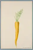 Sveriges kulturväxter. Illustration utförd av Henriette Sjöberg. Morot, lång, gul, Lobber fr Erfurt. Odlad Ultuna 1875. Inv. nr. C101 : 373.