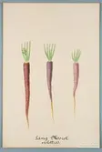 Sveriges kulturväxter. Illustration utförd av Henriette Sjöberg. Morot, lång, violett (tre former). Odlad Ultuna 1875. Inv. nr. C101 : 378.