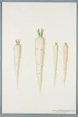 Sveriges kulturväxter. Illustration utförd av Henriette Sjöberg. Morot, lång, vit, Vogeser (tre former). Odlad Ultuna 1871. Inv. nr. C101 : 380.
