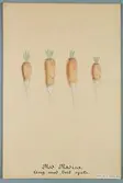 Sveriges kulturväxter. Illustration utförd av Henriette Sjöberg. Rädisa, röd, lång med vit spets. Odlad Ultuna 1872. Inv. nr. C101 : 384 (5). Jämför NMA.0098200.