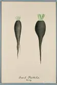 Sveriges kulturväxter. Illustration utförd av Henriette Sjöberg. Rättika, lång, svart. Odlad Ultuna 1876. Inv. nr. C101 : 392.