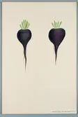 Sveriges kulturväxter. Illustration utförd av Henriette Sjöberg. Rättika, svartviolett, Odlad Ultuna 1876. Inv. nr. C101 : 395.
