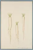 Sveriges kulturväxter. Illustration utförd av Henriette Sjöberg. Rättika, lång, vit, Long de Meaxex. Vilm. Odlad Ultuna 1878. Inv. nr. C101 : 396.