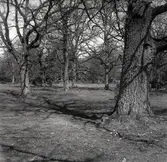 Eklund i Jutehagen som är en betesmark tillhörande Strömsrums gård, Ålems socken.