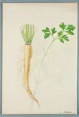 Sveriges kulturväxter. Illustration utförd av Henriette Sjöberg. Rotpersilja. Odlad Stockholm 1871. Inv. nr. C101 : 382.