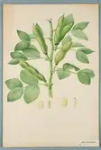 Sveriges kulturväxter. Illustration utförd av Henriette Sjöberg. Bondböna (tjockböna). Odlad Ultuna, datering saknas. Inv. nr. C101 : 442.