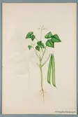 Sveriges kulturväxter. Illustration utförd av Henriette Sjöberg. Böna (dadelböna påskrift), Nain blaue Unique. Vilm. Odlad Ultuna 1878. Inv. nr. C101 : 250.
