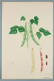 Sveriges kulturväxter. Illustration utförd av Henriette Sjöberg. Röd dadelböna. Odlad Ultuna 1876. Inv. nr. C101 : 451.