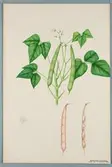 Sveriges kulturväxter. Illustration utförd av Henriette Sjöberg. Rödbandad dadelböna. Odlad Ultuna 1871. Inv. nr. C101 : 452.