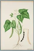 Sveriges kulturväxter. Illustration utförd av Henriette Sjöberg. Svart dadelböna. Odlad Ultuna 1879. Inv. nr. C101 : 455a. Jämför NMA.0098266.