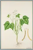 Sveriges kulturväxter. Illustration utförd av Henriette Sjöberg. Svart dadelböna. Odlad Ultuna 1879. Inv. nr. C101 : 455b. Signerad 