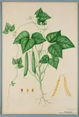 Sveriges kulturväxter. Illustration utförd av Henriette Sjöberg. Gul kantböna, a, Lentinus, b. Aureus, c. Venellinus. Odlad Ultuna 1879. Inv. nr. C101 : 458.