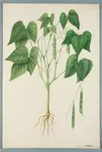 Sveriges kulturväxter. Illustration utförd av Henriette Sjöberg. Krypböna. Odlad Experimentalfältet 1870. Inv. nr. C101 : 460.