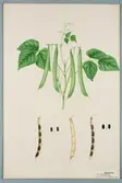 Sveriges kulturväxter. Illustration utförd av Henriette Sjöberg. Panterböna, a. brunfläckig, b. svartfläckig. Odlad Ultuna 1876. Inv. nr. C101 : 465.