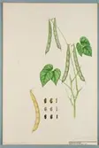 Sveriges kulturväxter. Illustration utförd av Henriette Sjöberg. Böna, svart, spräcklig med rödstrimmiga skidor. Odlad Ultuna 1879. Inv. nr. C101 : 475.