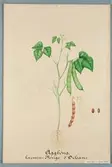 Sveriges kulturväxter. Illustration utförd av Henriette Sjöberg. Äggböna, Rouge d'Orléans, karminfärgad. Odlad Ultuna 1878. Inv. nr. C101 : 481.